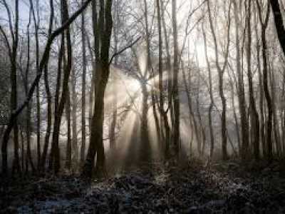 Dalton Woodland Burial Ground: un esempio di cimitero verde in Inghilterra
